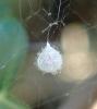 Ero tuberculata
